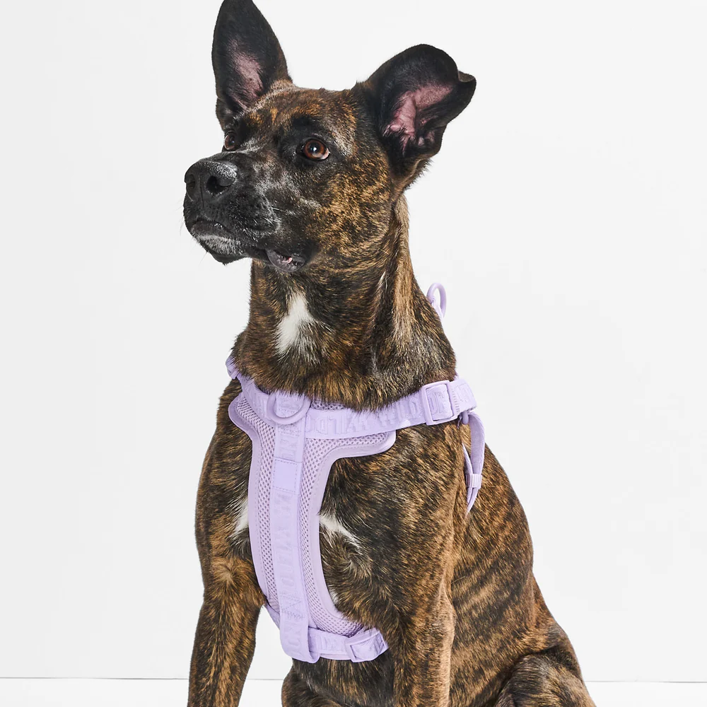 Dog Harnesses