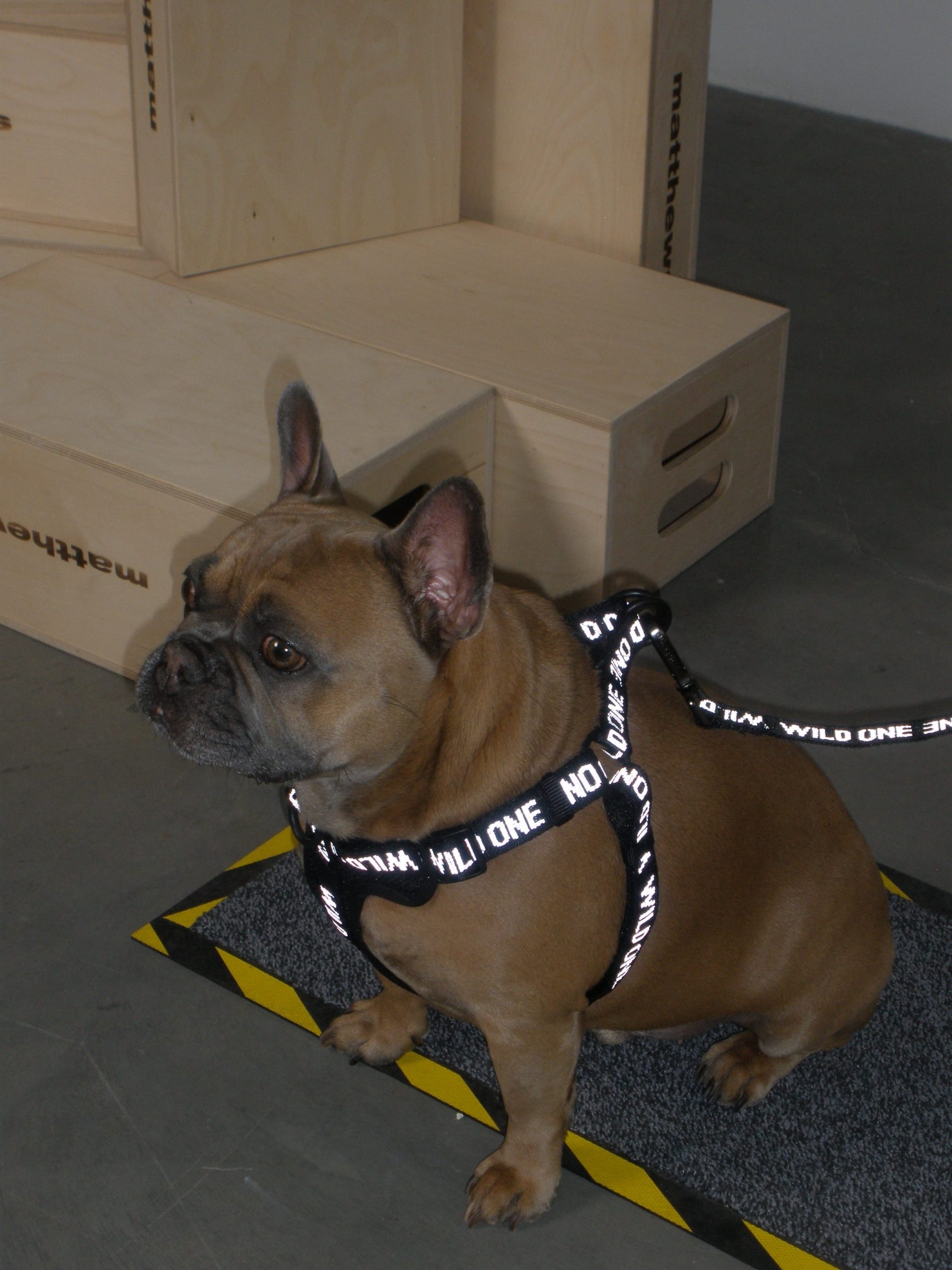 Lightweight Dog Leash - Image 16