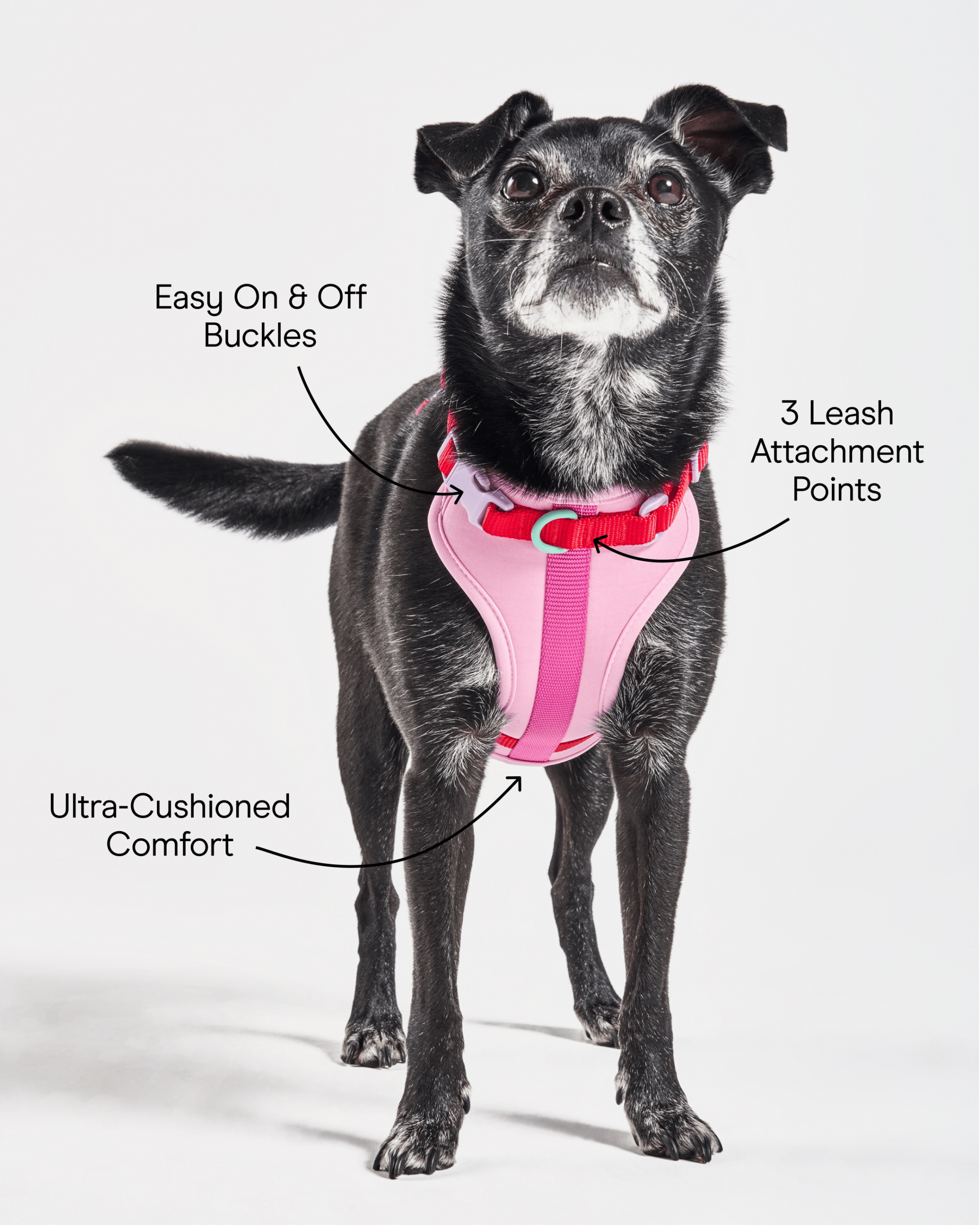 Cushioned Dog Harness - Image 3