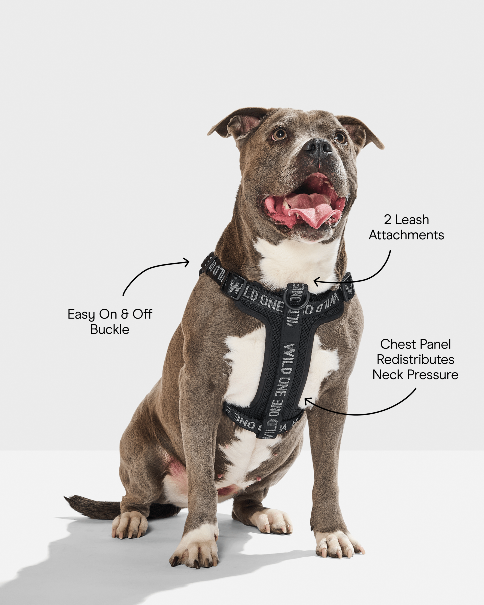 Step-In Dog Harness - Image 18