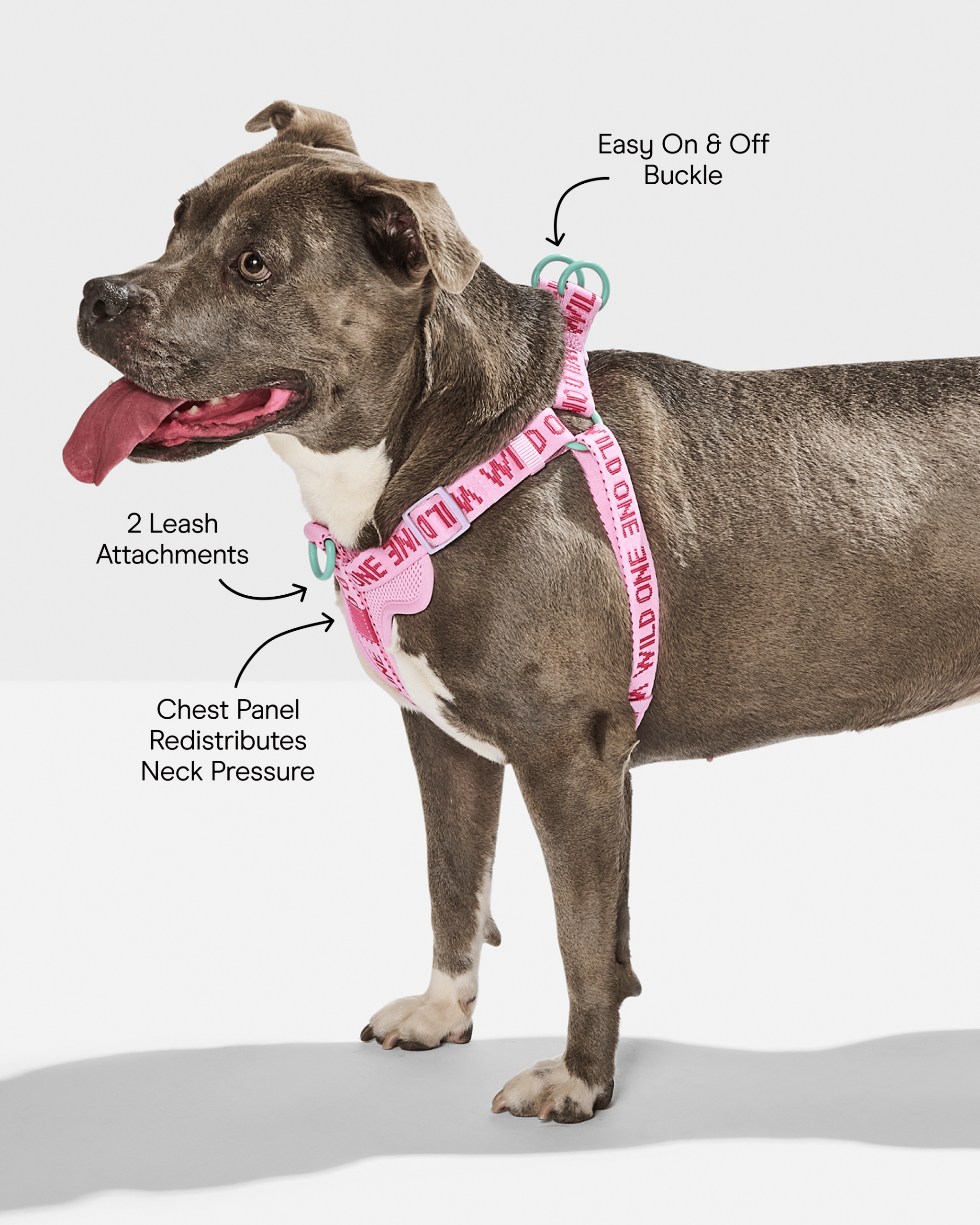 Step-In Dog Harness - Image 11