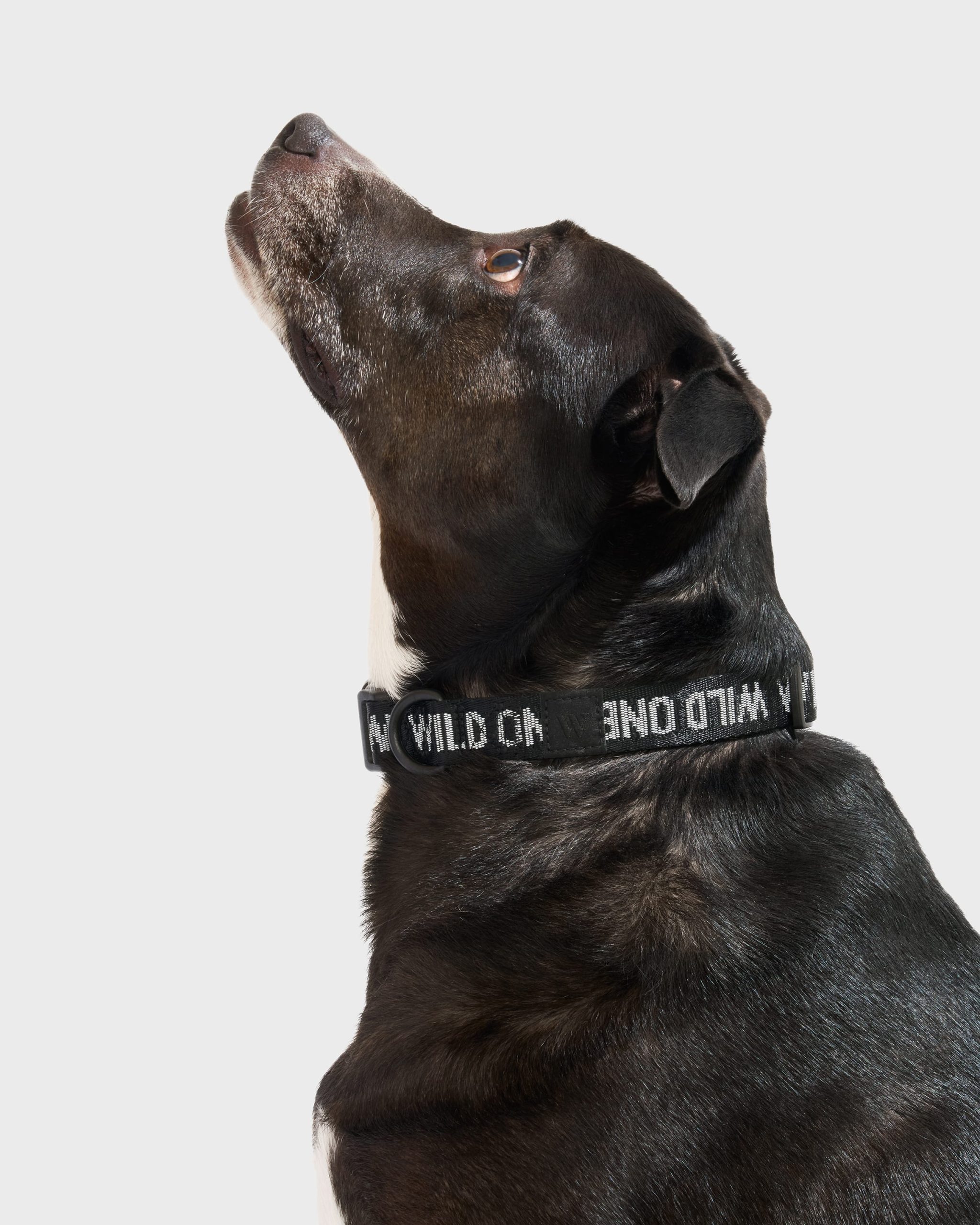 Quick-Release Dog Collar - Image 2
