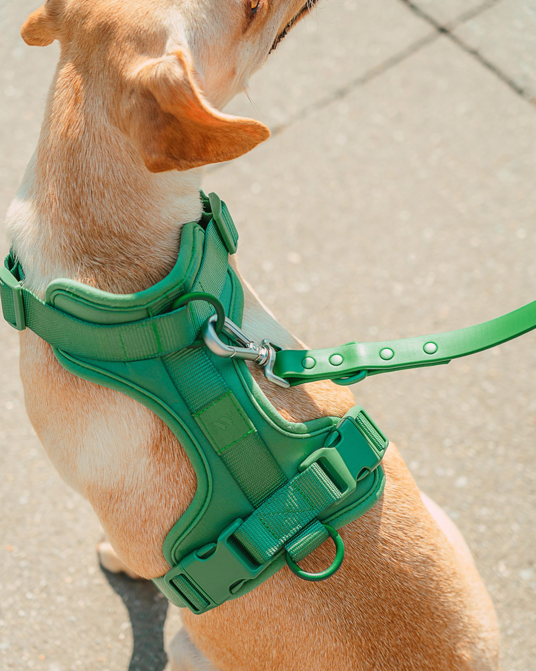 Cushioned Dog Harness - Image 18
