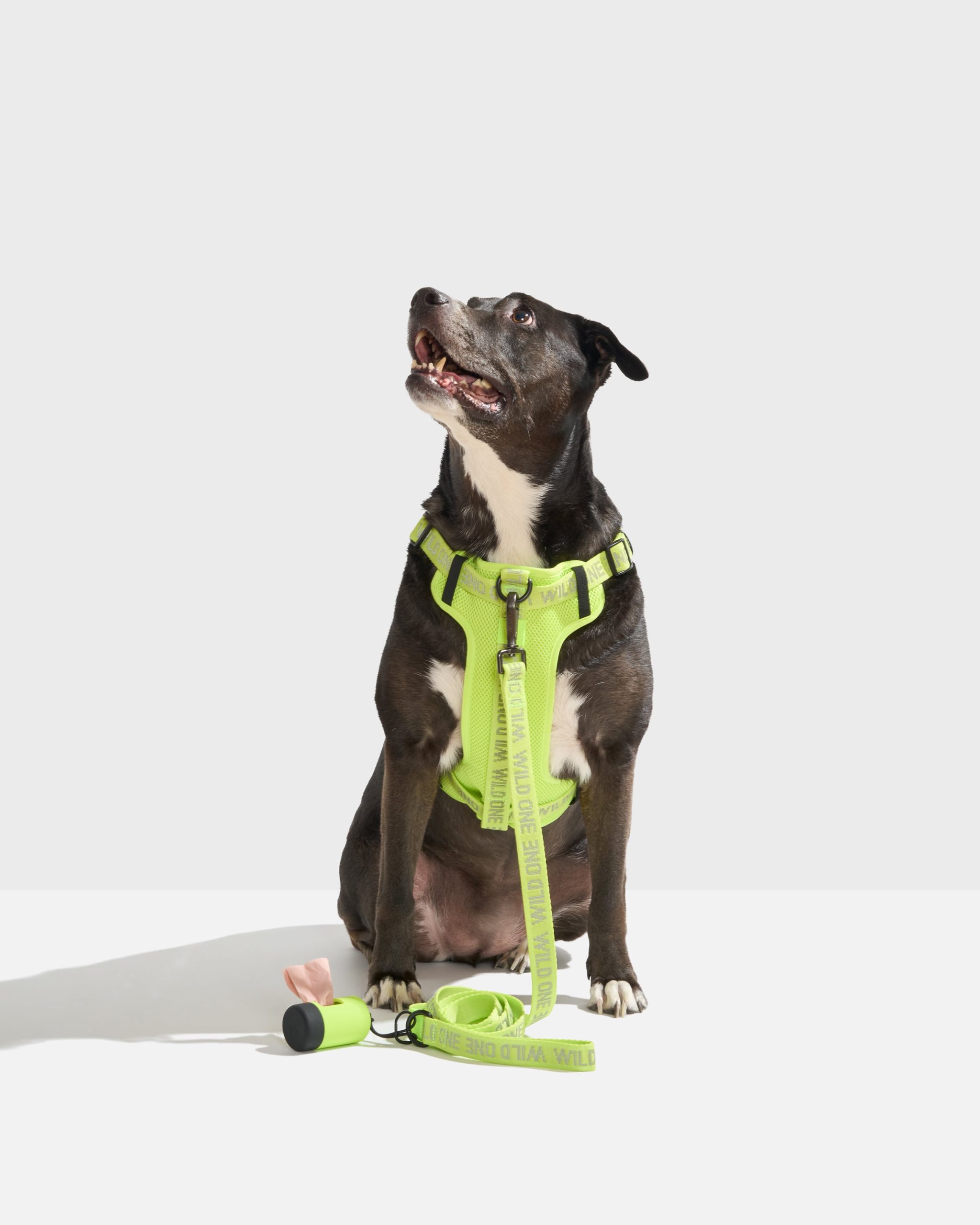 Lightweight Dog Leash - Image 30