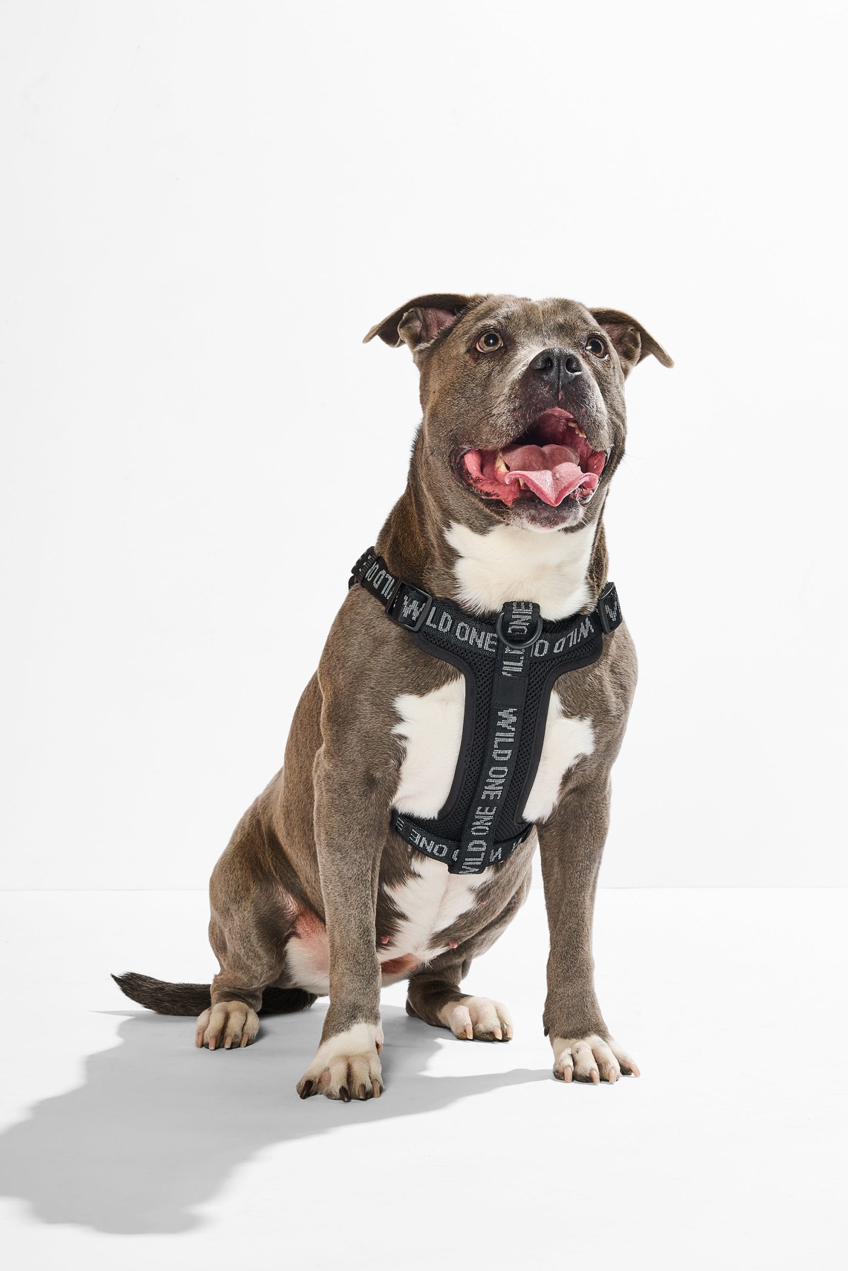 Step-In Dog Harness - Image 19
