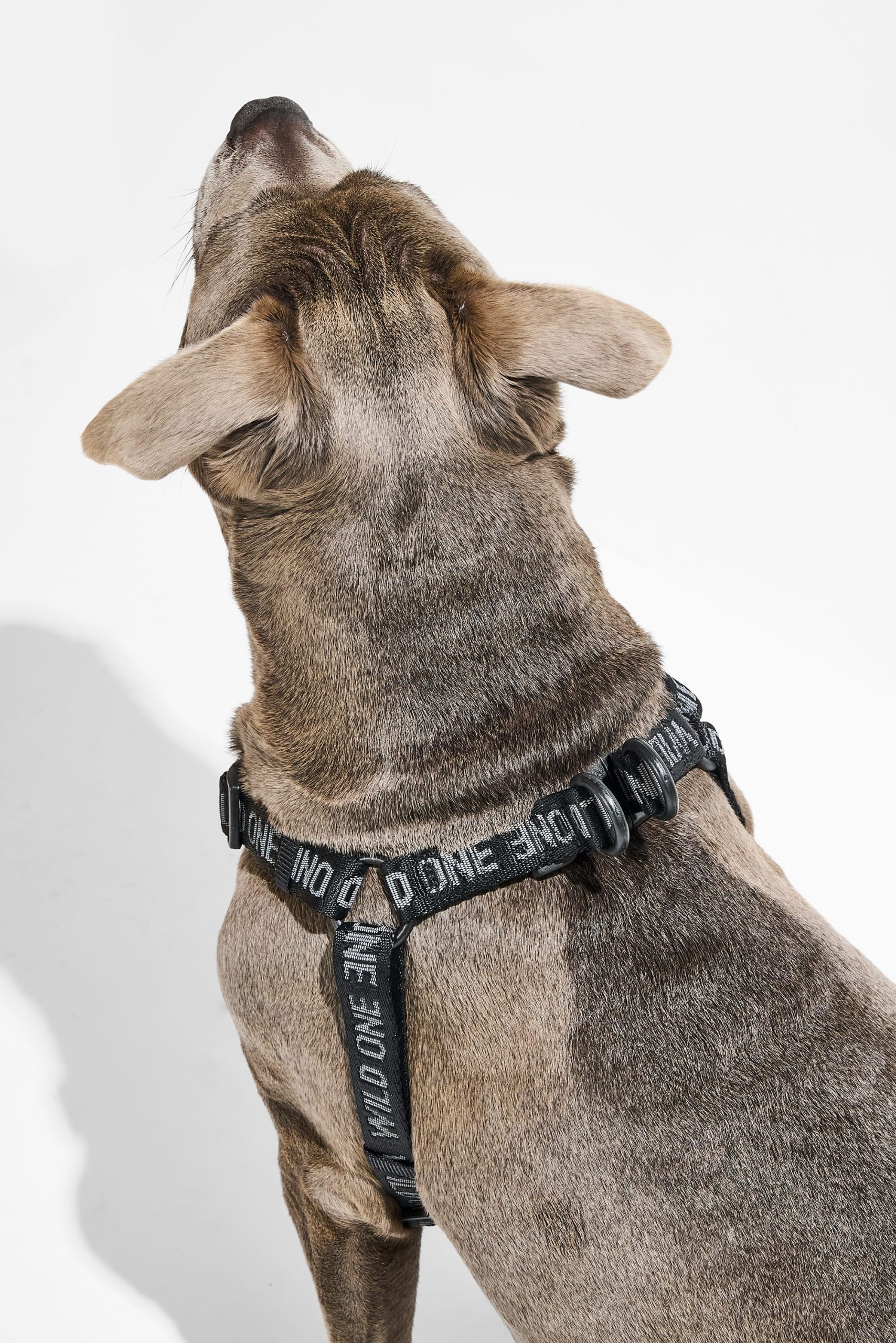 Step-In Dog Harness - Image 21
