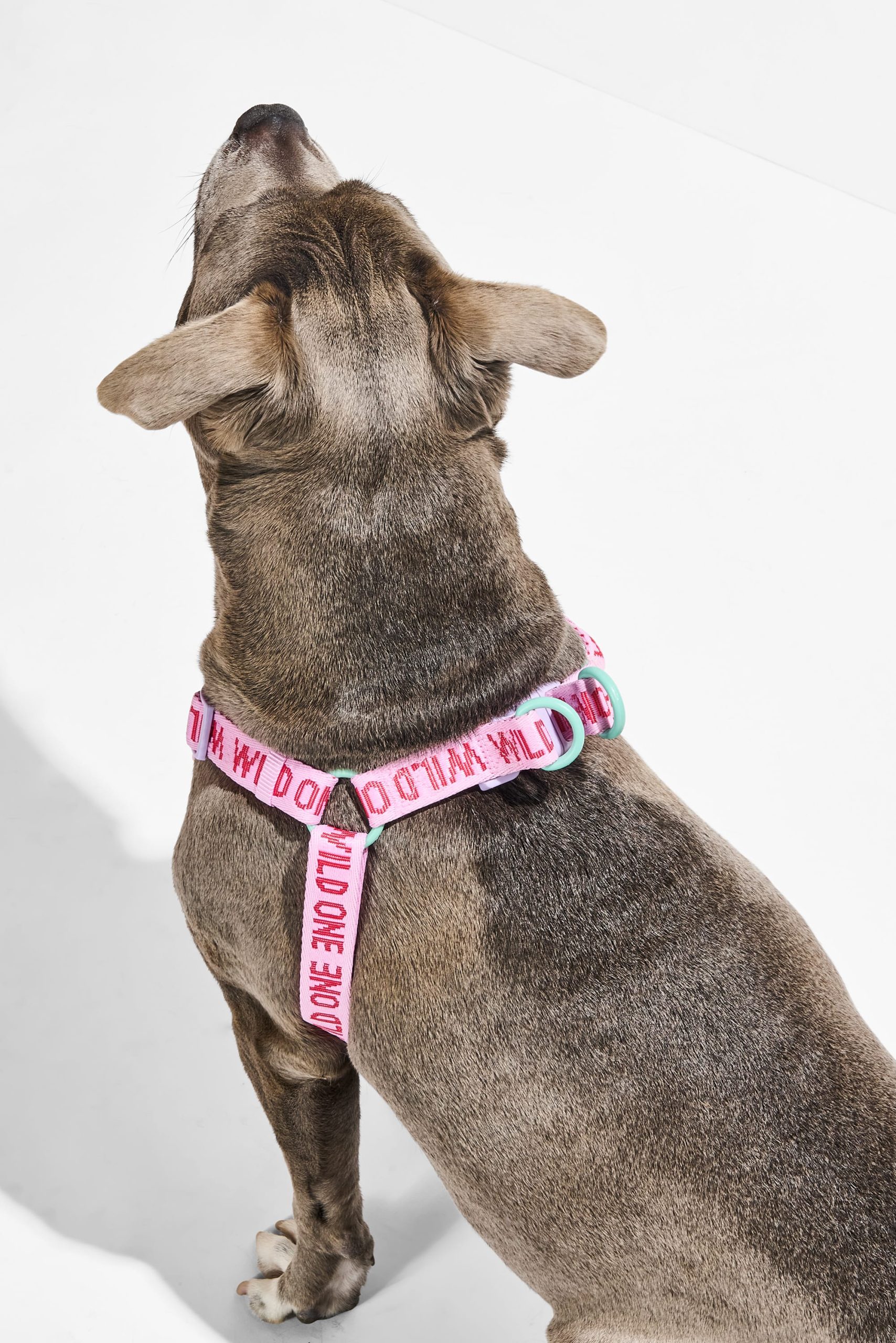 Step-In Dog Harness - Image 14