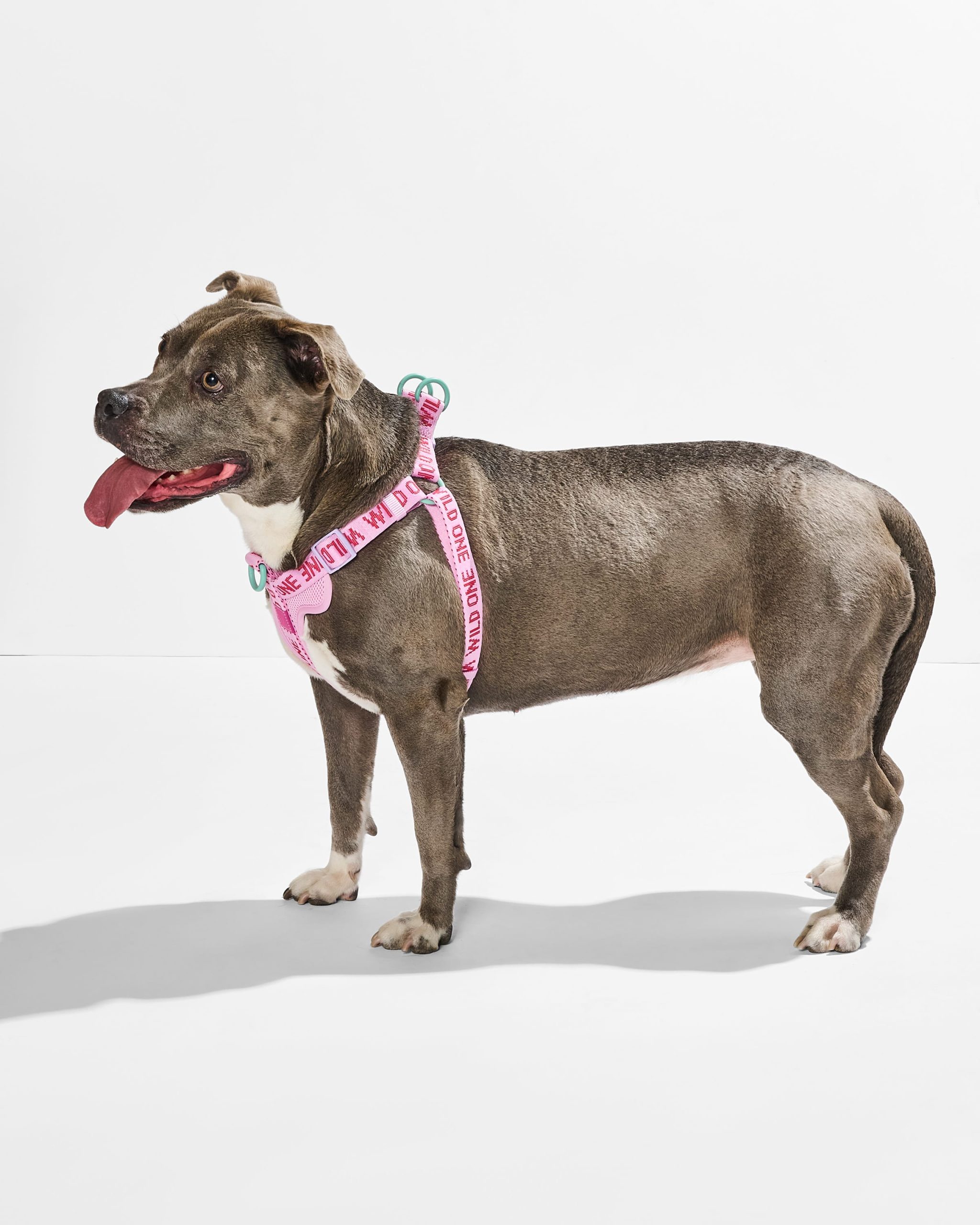 Step-In Dog Harness - Image 12