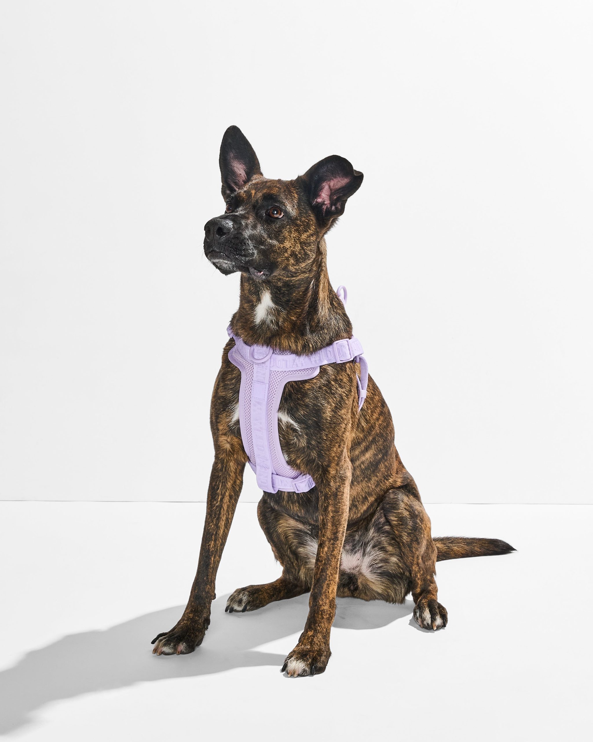 Step-In Dog Harness - Image 27