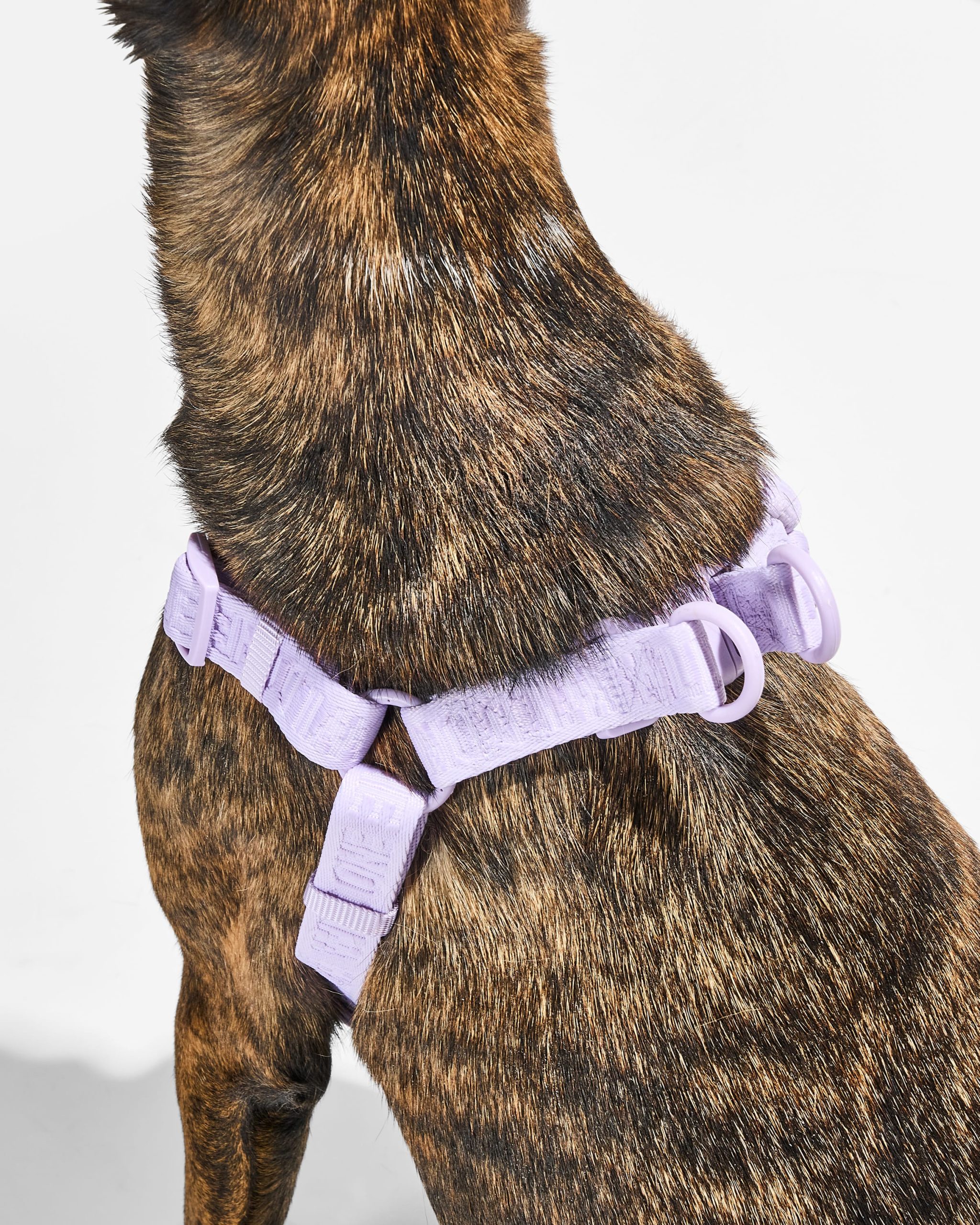 Step-In Dog Harness - Image 26