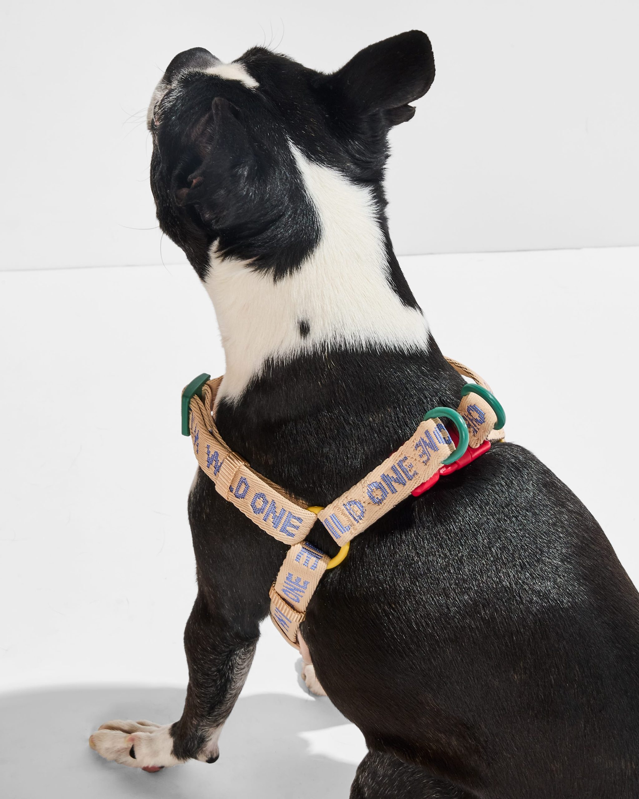 Step-In Dog Harness - Image 7