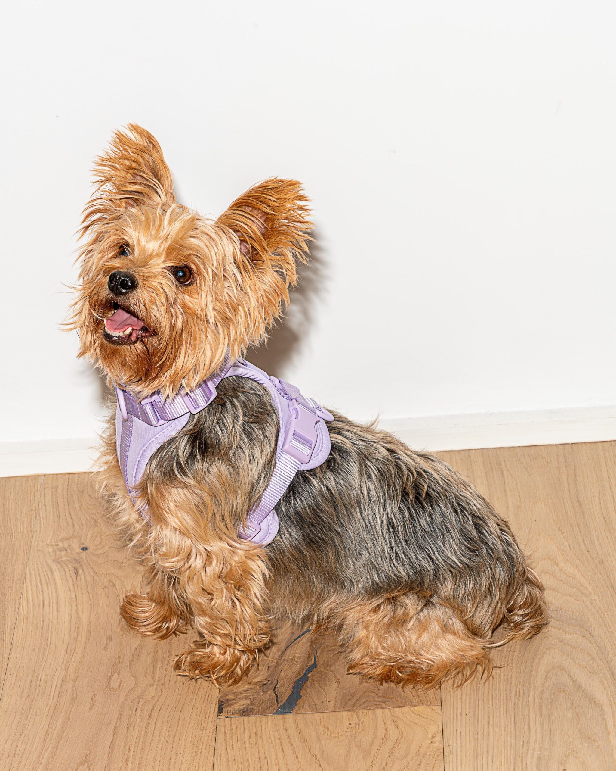Cushioned Dog Harness - Image 28