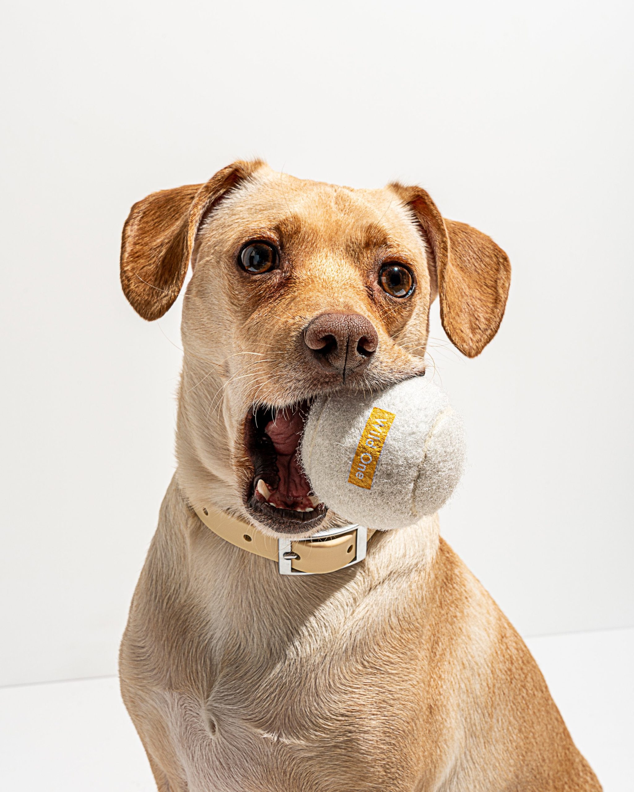 Tennis Balls 4-Pack - Image 15