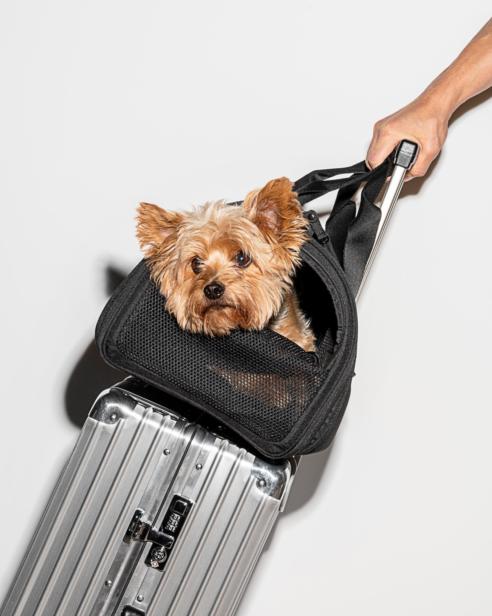 Travel Carrier - Image 5