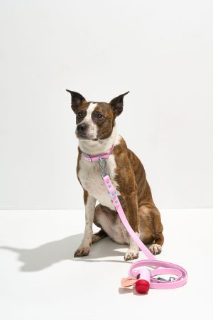 Waterproof Collar + Waterproof Leash Walk Kit