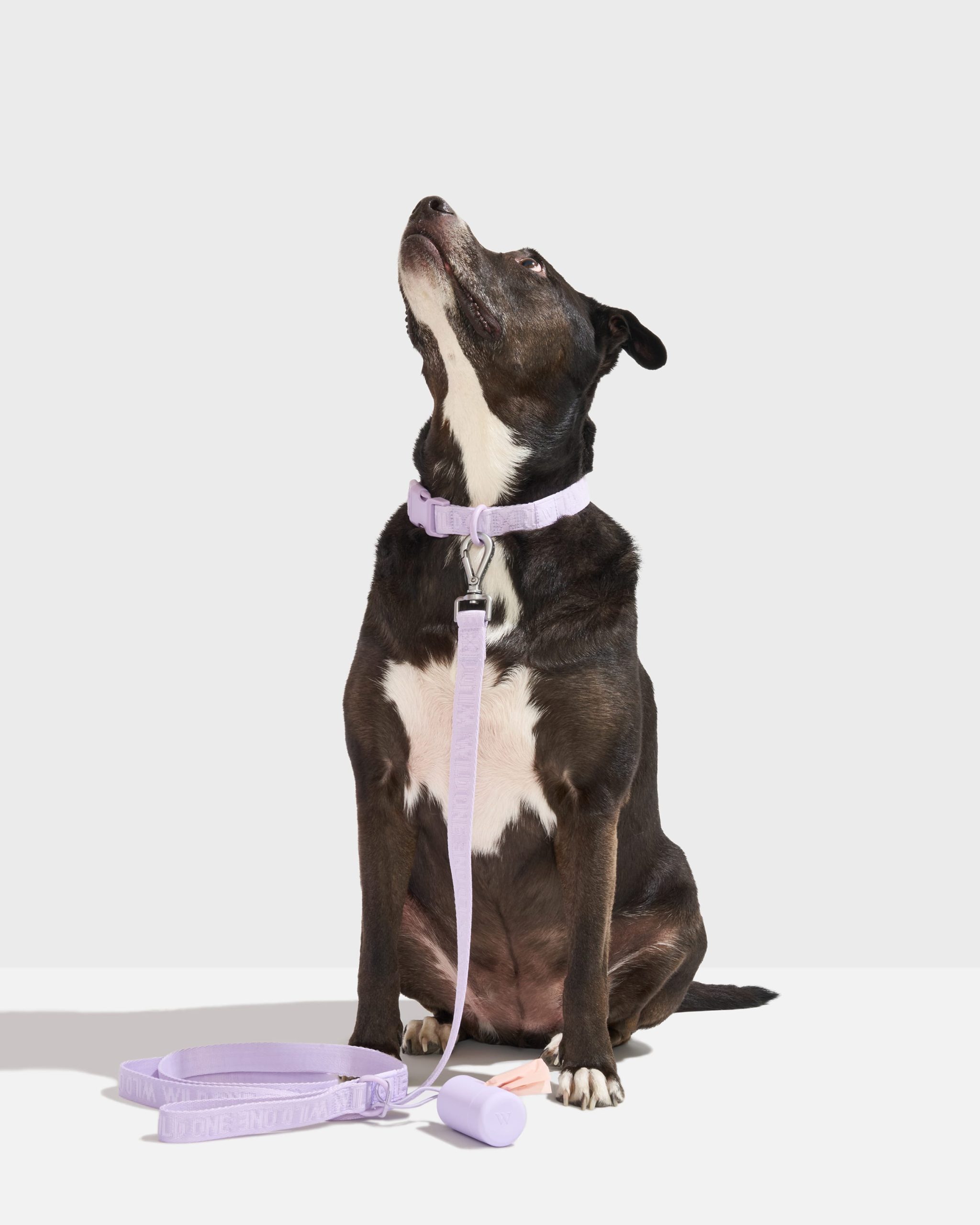 Quick-Release Dog Collar - Image 8