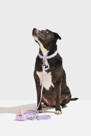 Quick-Release Collar + Waterproof Leash Walk Kit