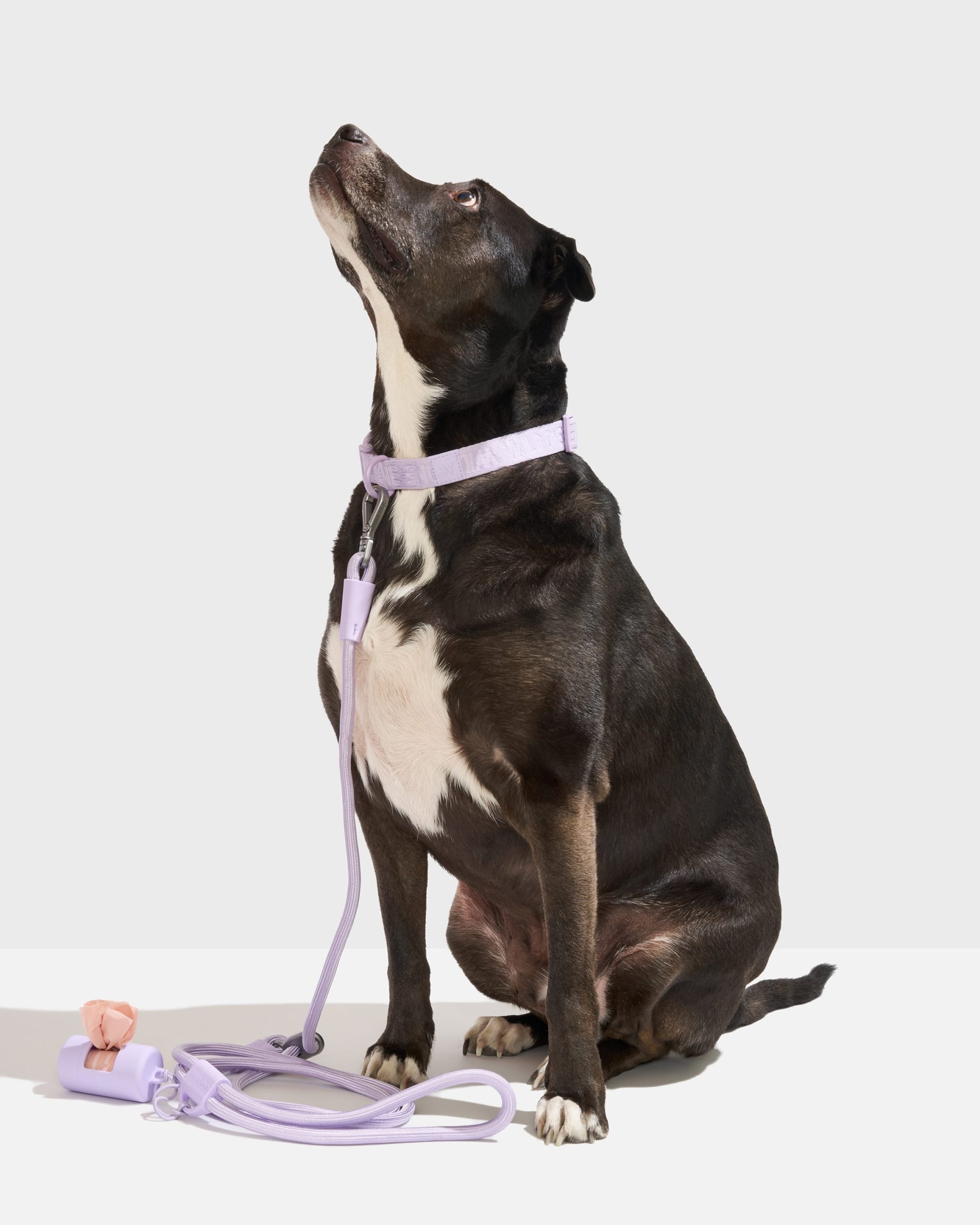 Quick-Release Collar + Hands-Free Rope Leash Walk Kit - Image 2