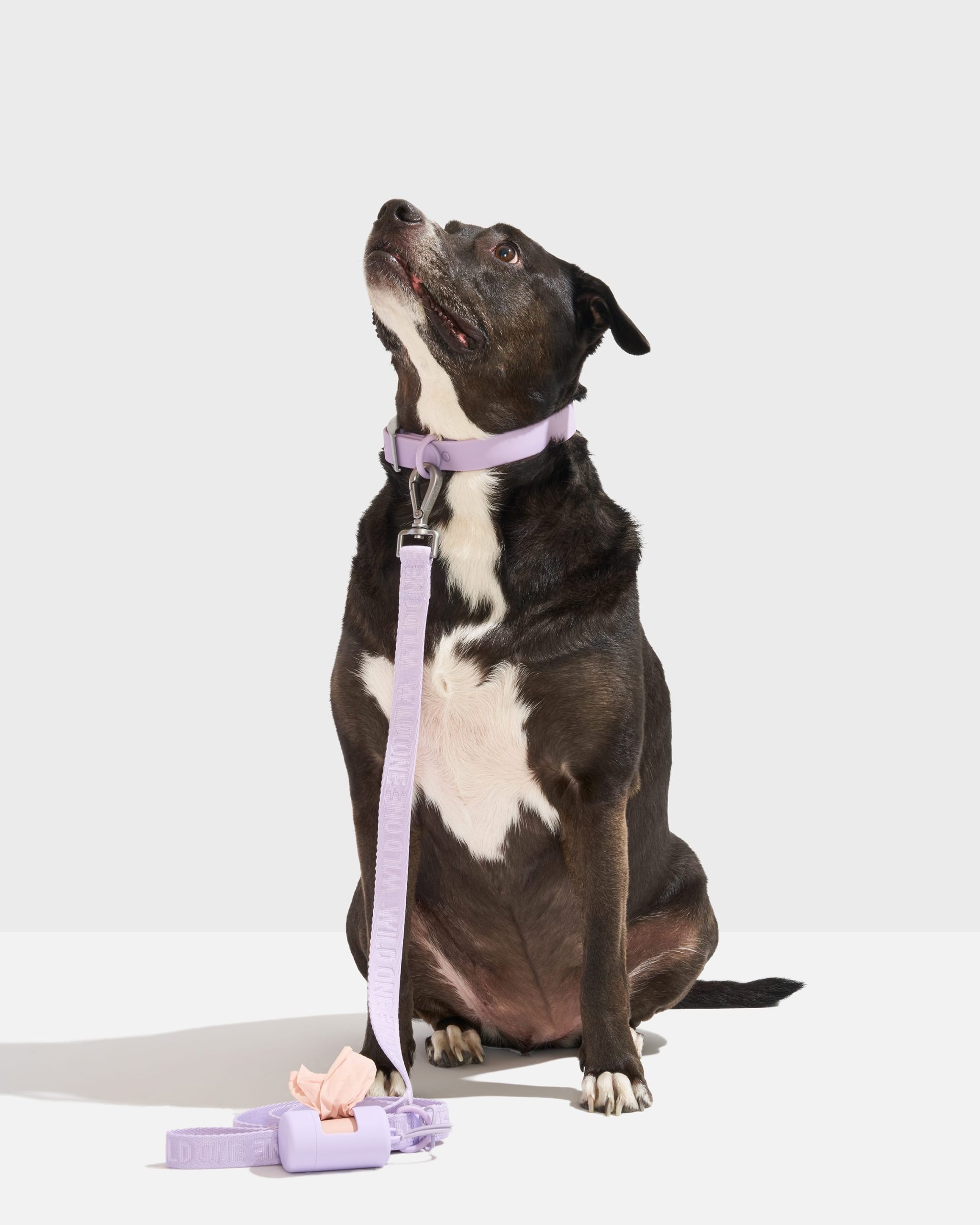 Waterproof Collar + Lightweight Leash Walk Kit - Image 2