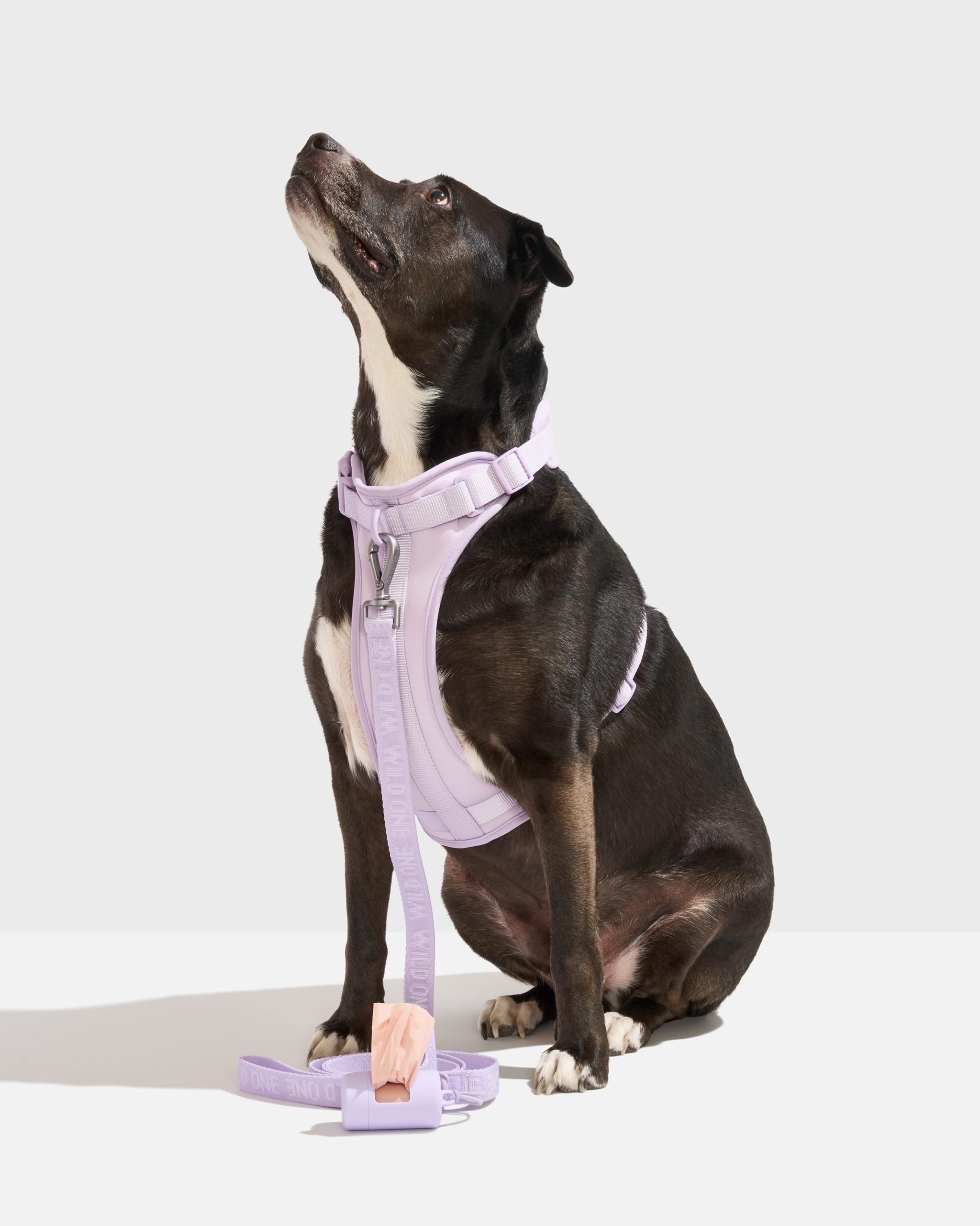 Cushioned Harness + Lightweight Leash Walk Kit - Image 2