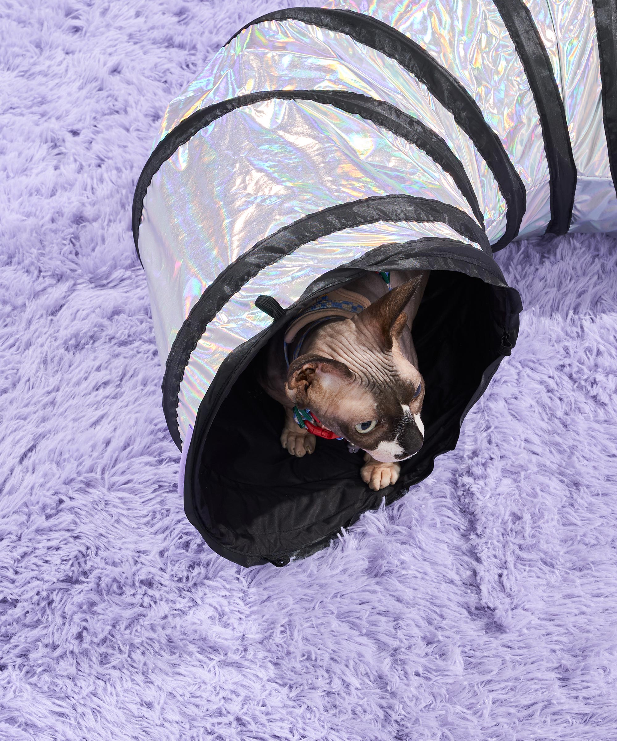Cat Tunnel - Image 17